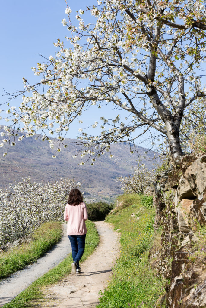 floración de cerezos valle del jerte